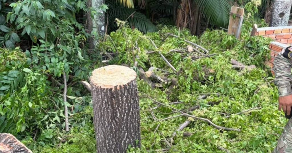 Denúncia leva Guarda Municipal a flagrante de desmatamento em área protegida de Manaus