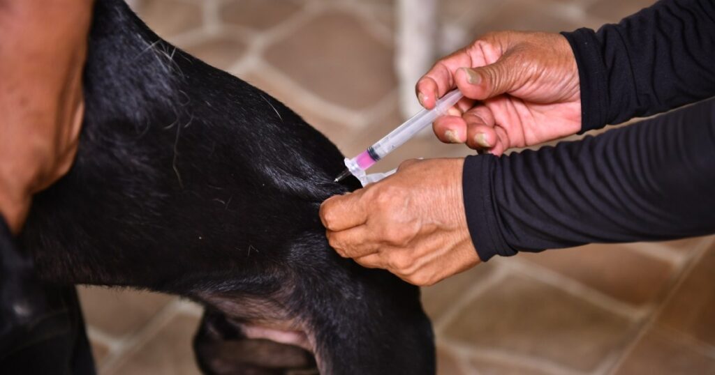 Pontos fixos ampliam vacinação antirrábica de cães e gatos em Manaus
