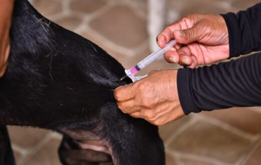Pontos fixos ampliam vacinação antirrábica de cães e gatos em Manaus